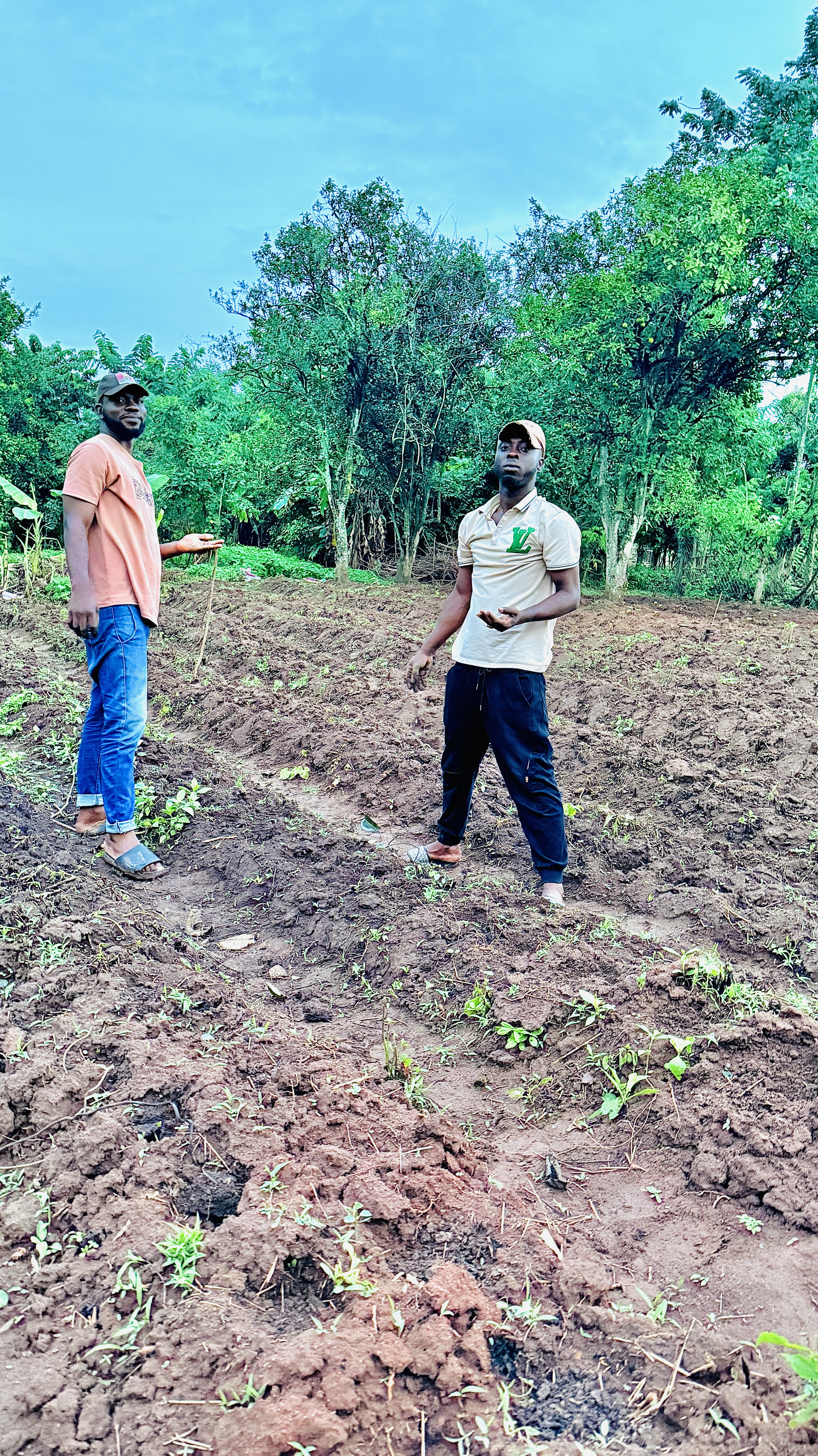 Planting Cucumber Seeds