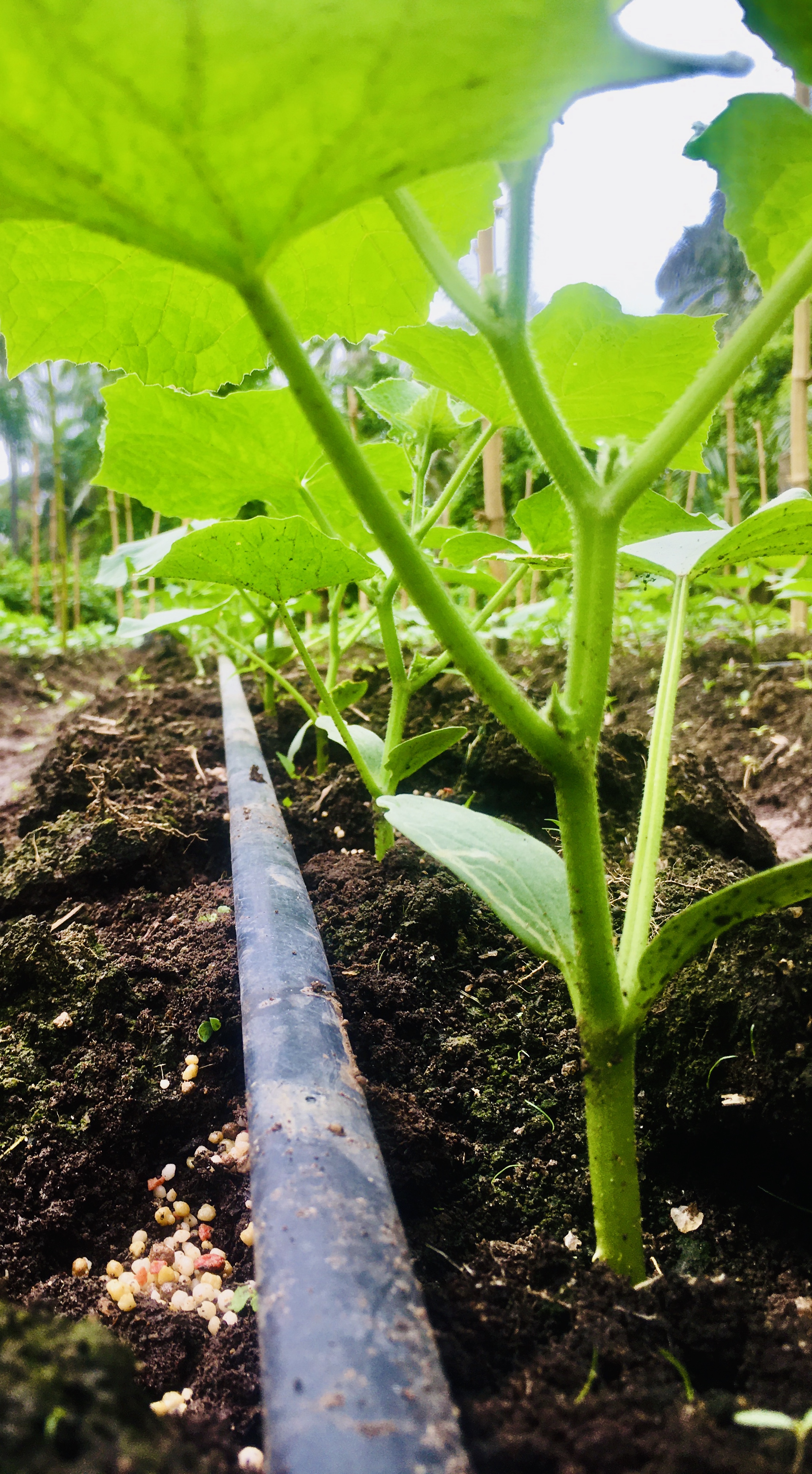 Farm portrait of cucumber plants