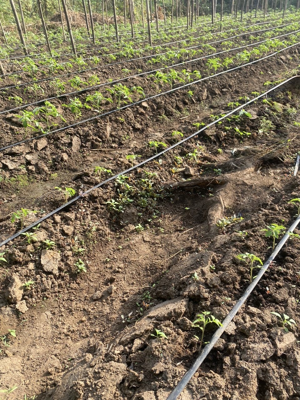 Tomato farm field