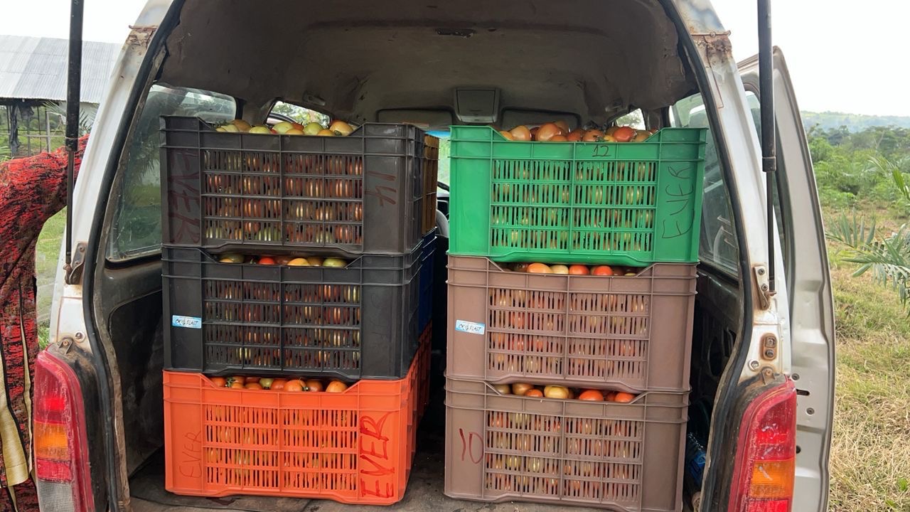 Packaging tomatoes for delivery